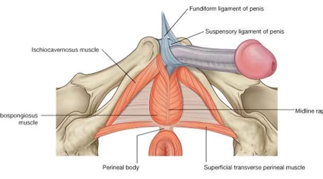 LIGAMENTOTOMIA